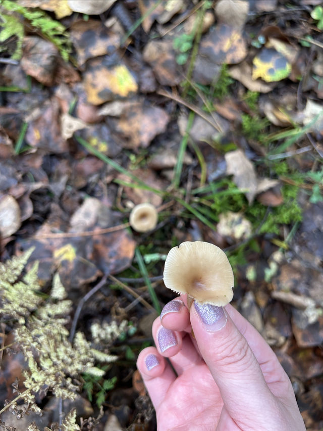 湯旺河還是得淡季來玩，能看到各種動植物