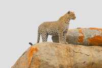 Unforgettable Kenya Adventure with Wildbeest Safaris