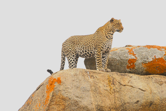 Unforgettable Kenya Adventure with Wildbeest Safaris