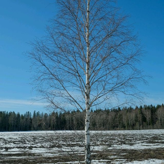 🎿 Cross-Country Skiing in Helsinki – Gliding Through a Winter Dream