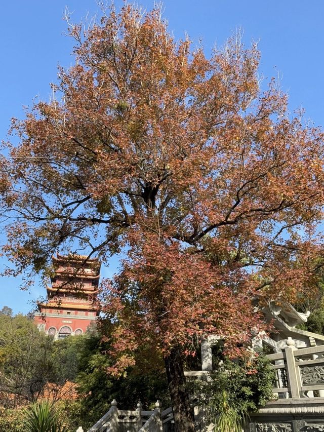 梵天寺楓香染秋紅，錦江品尚伴你尋同安千年禪意