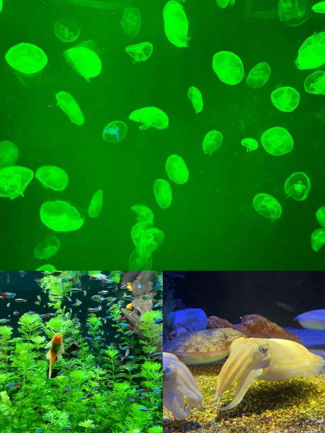 陸家嘴海洋館：親子遊玩寶藏地，優缺點全知曉！