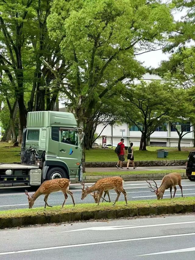 奈良！小鹿亂撞的治癒之旅