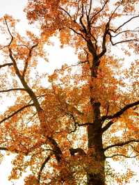 紅牆金瓦撞上滿山紅葉岳麓書院美到窒息！山頂俯瞰長沙城景絕
