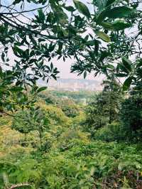 Baiyun Mountain: Your Epic Nature Retreat Near Guangzhou 🌄🌳