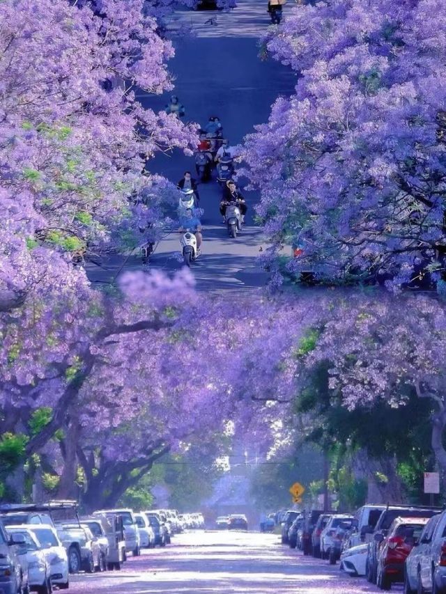 昆明初夏限定教場中路藍花楹，親子漫步紫色風！