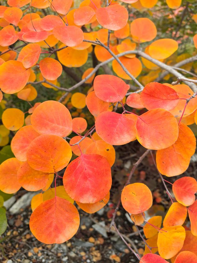 坡峰嶺的紅葉真的很美