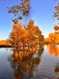 西北秋色天花板!酒泉金塔胡楊林把秋天揉碎成金色海