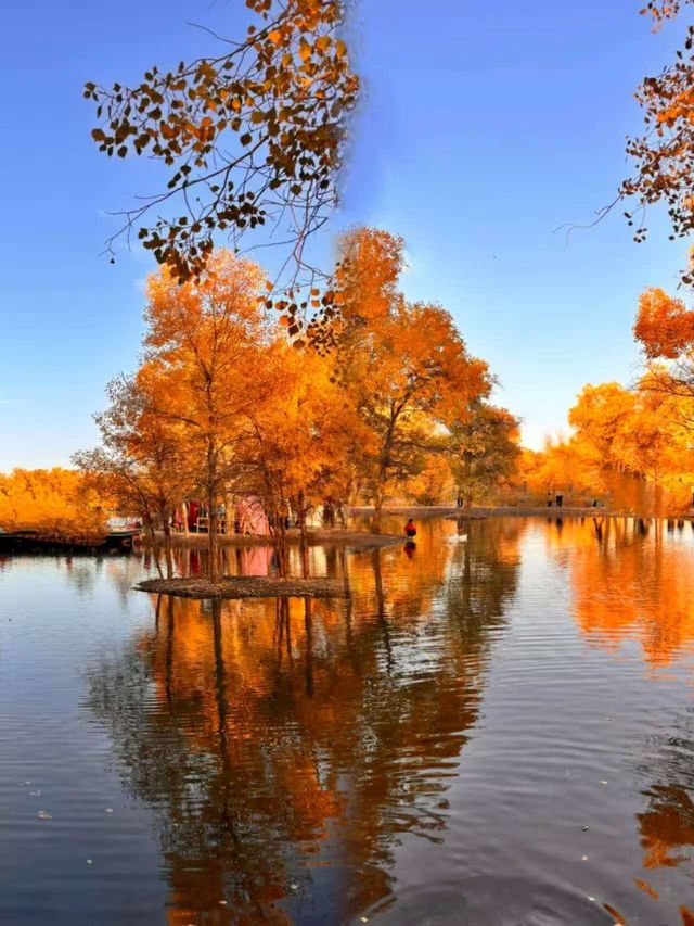 西北秋色天花板!酒泉金塔胡楊林把秋天揉碎成金色海 西北秋色天花板!酒泉金塔胡楊林把秋天揉碎成金色海