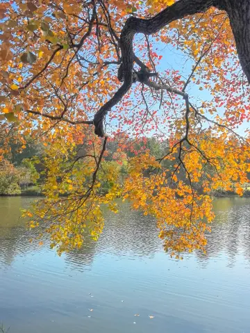 Nanjing｜Where exactly to see the Chinese tallow trees? Crescent Dike field test