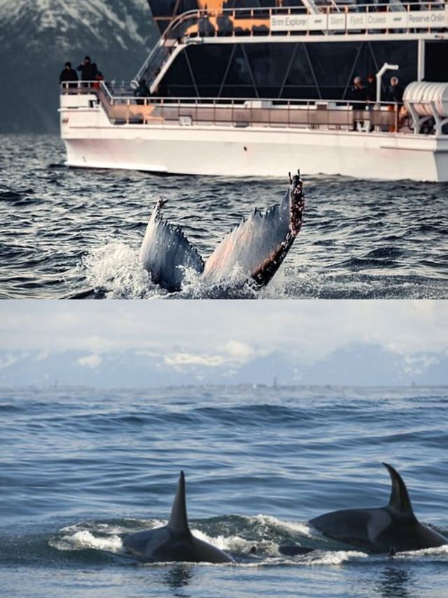 特羅姆瑟-塞尼亞島｜邂逅北極