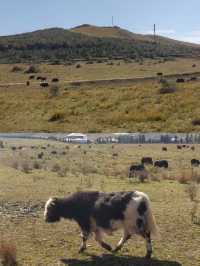 甘南秘境：當周草原的四季變幻