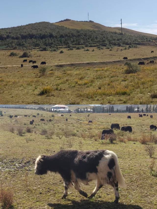 甘南秘境：當周草原的四季變幻