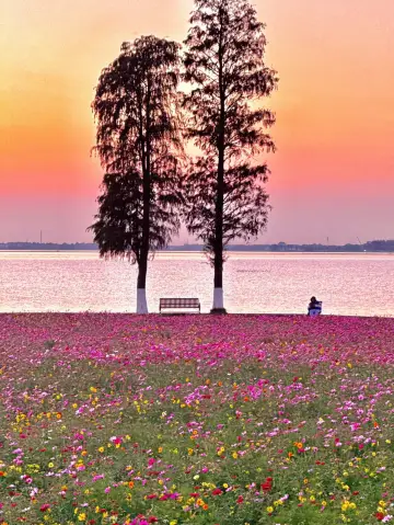 深秋限定澱山湖粉紅花海靚絕魔都1小時直達嘅浪漫花海