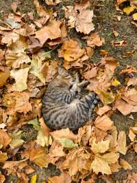 婺源秋色獨家攻略就在銀杏谷民宿