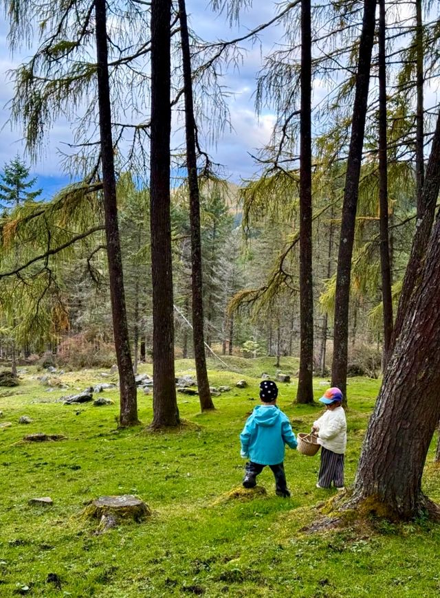 在神仙居住的地方彩林徒步撿菌子🟫 神木壘藏語裡意為「神仙玩耍的地方」 這裡海拔2300-4