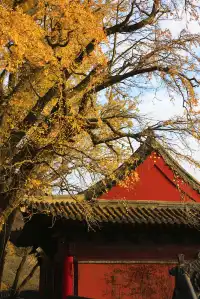 花果山千年銀杏打卡了嗎