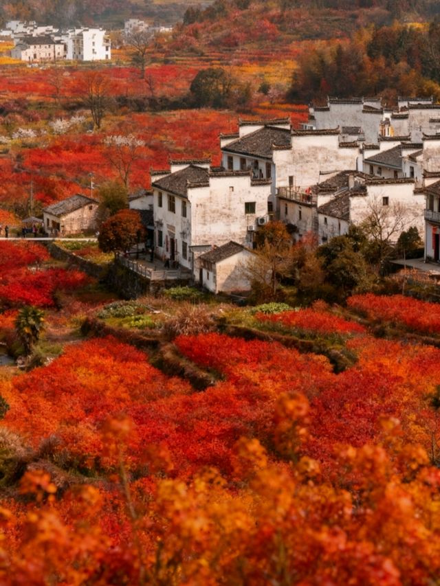 江西婺源：春到篁嶺曬秋忙，梯田花海與徽派古村撞出詩意