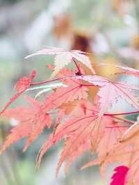 秋日泛舟雅女湖