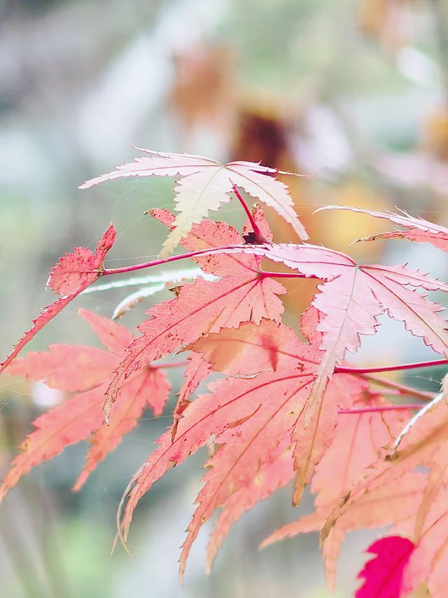 秋日泛舟雅女湖