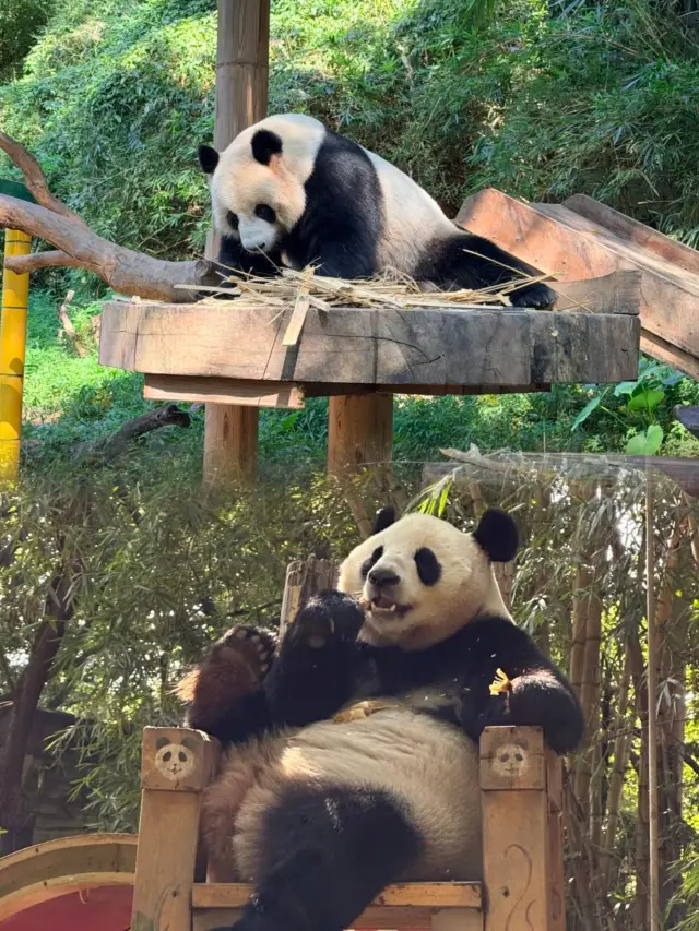 Chimelong Safari Park One-Day Special Forces Guide