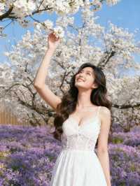 三臺山梨蘭會，浪漫的天花板！