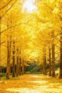 廣東秋日限定深秋必去南雄秘境