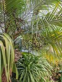 麗江又下雪了，冬日裡的樸致更溫暖。