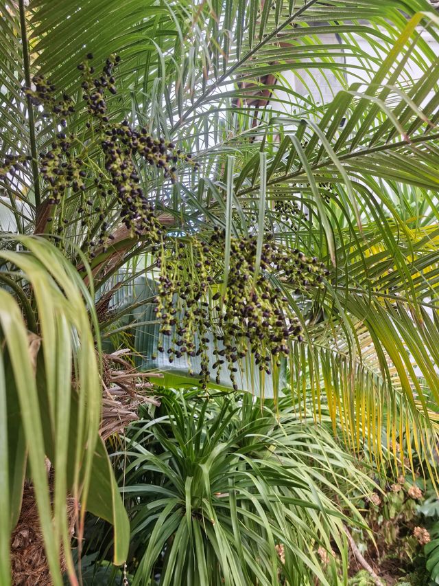 麗江又下雪了，冬日裡的樸致更溫暖。