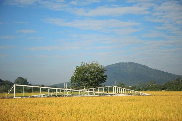 稻田金黃,秋日的浪漫 稻田金黃,秋日的浪漫
