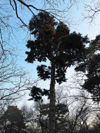 瀋陽冬日限定！北陵日落把皇家園林染成暖金