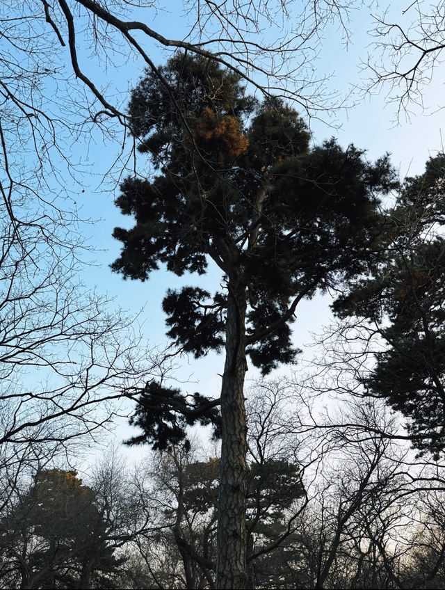 瀋陽冬日限定！北陵日落把皇家園林染成暖金