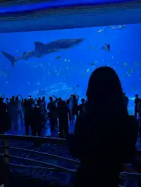 🫧淡季的珠海長隆!!真的玩得太開心啦!!