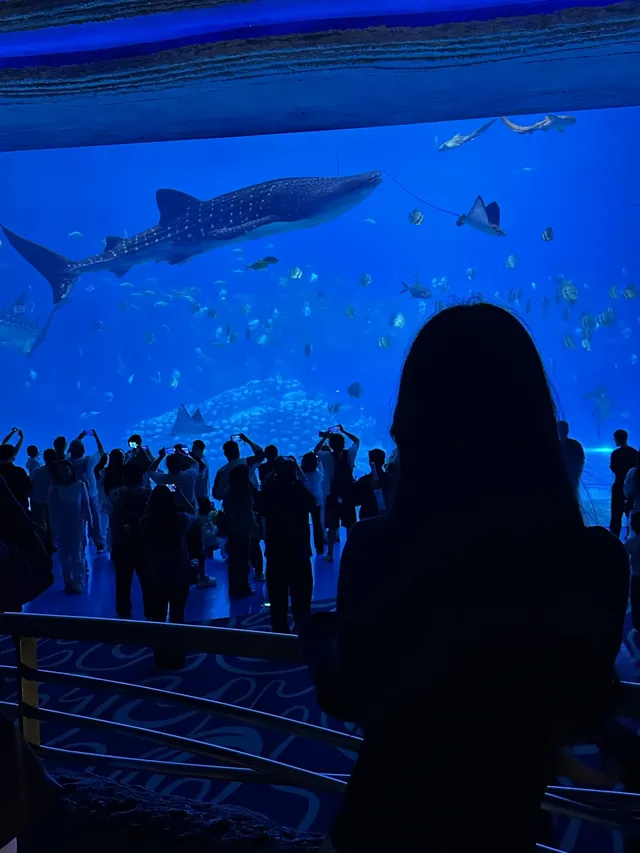 🫧淡季的珠海長隆!!真的玩得太開心啦!! 🫧淡季的珠海長隆!!真的玩得太開心啦!!