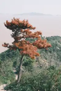 水桶岙徒步，全網怎麼沒人說海水是黃色的！