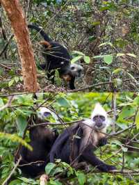 12-3月去廣西崇左一點都不累比迪士尼好玩