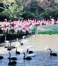 上海野生動物園全攻略：輕鬆遛娃不踩雷