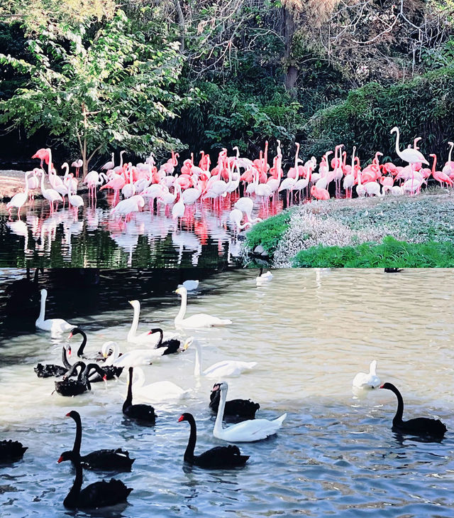 上海野生動物園全攻略：輕鬆遛娃不踩雷