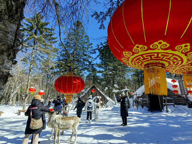 哈爾濱漠河+雪鄉8日遊玩法超高性價比 哈爾濱漠河+雪鄉8日遊玩法超高性價比