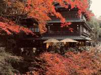 箕面公園|紅葉|箕面の滝