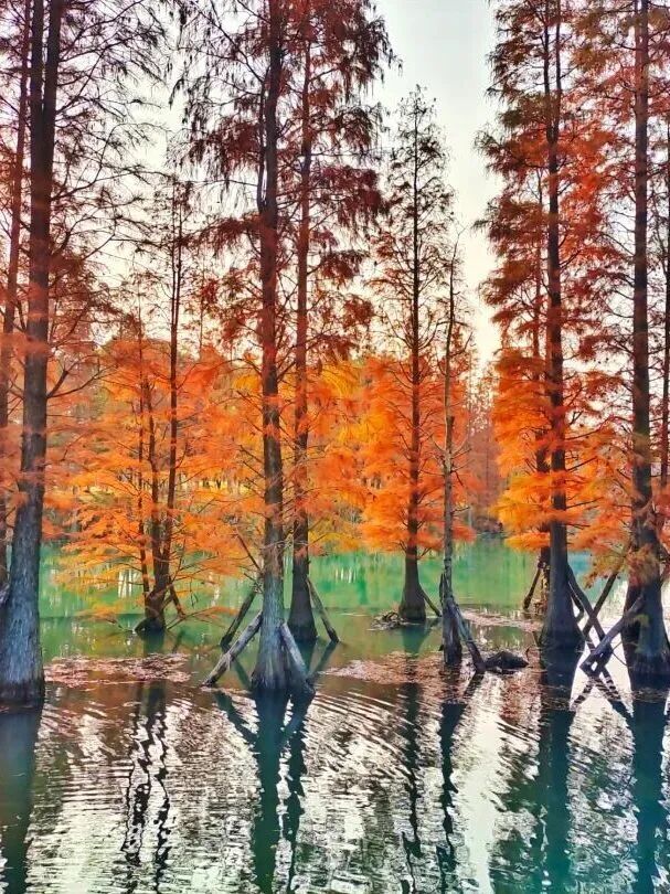 穿梭在杉林間,冬日的詩意與浪漫 穿梭在杉林間,冬日的詩意與浪漫