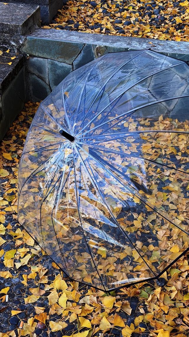 銀杏樹下慢時光,德化丁榮村 銀杏樹下慢時光,德化丁榮村