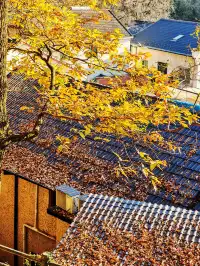 秋天又來了! 臨安指南村實況