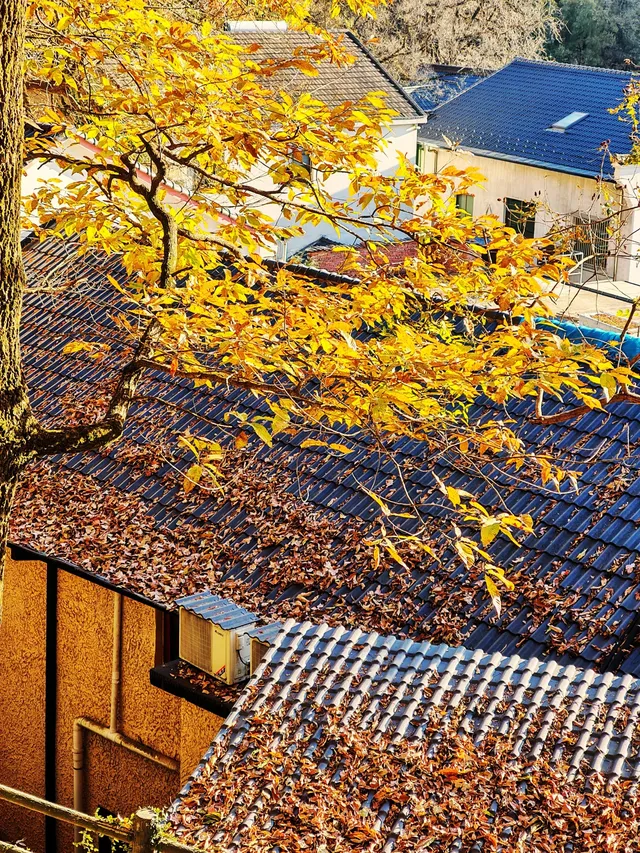 秋天又來了! 臨安指南村實況 秋天又來了! 臨安指南村實況