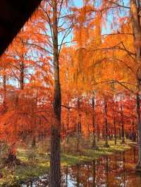 太仙了！夢幻森林，邂逅青西郊野公園的水上童話