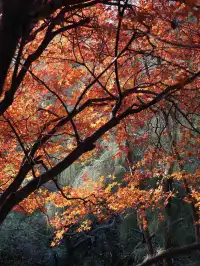 我找到了廈門的秋天