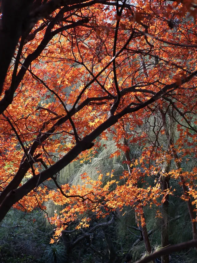我找到了廈門的秋天 我找到了廈門的秋天
