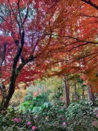 上海超冷門的絕美賞秋公園,免費開放卻鮮為人知!