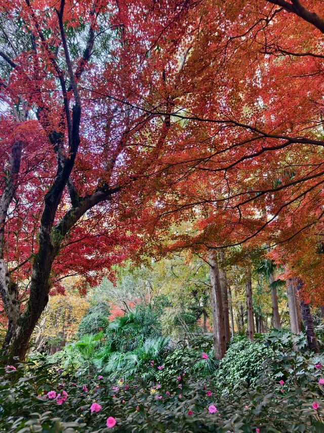 上海超冷門的絕美賞秋公園,免費開放卻鮮為人知! 上海超冷門的絕美賞秋公園,免費開放卻鮮為人知!