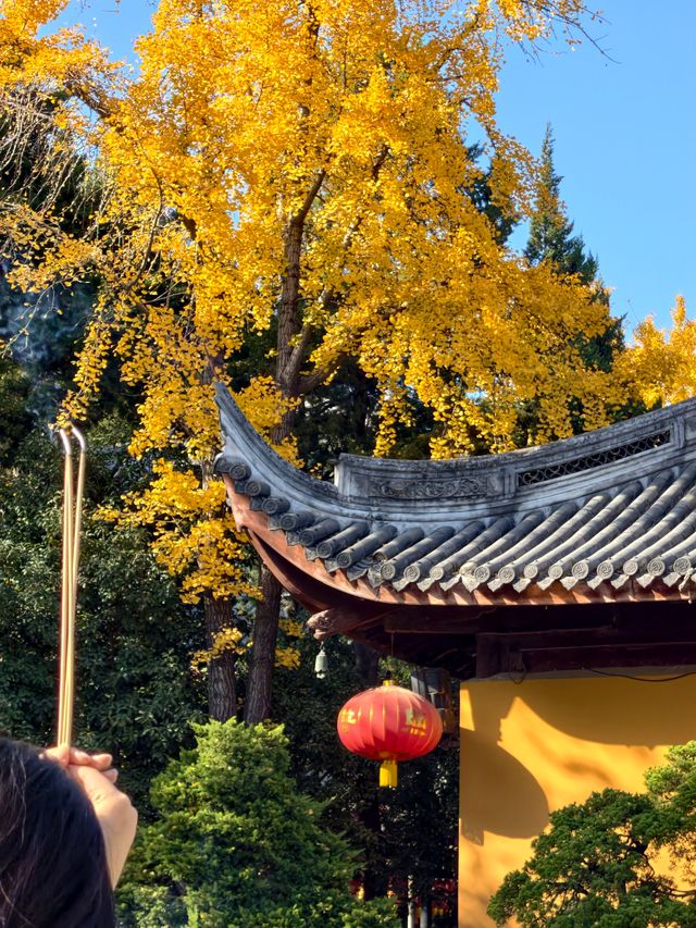 魔都初冬限定龍華寺銀杏太絕了! 魔都初冬限定龍華寺銀杏太絕了!